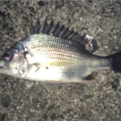 気温は暑いが釣果は寒い！