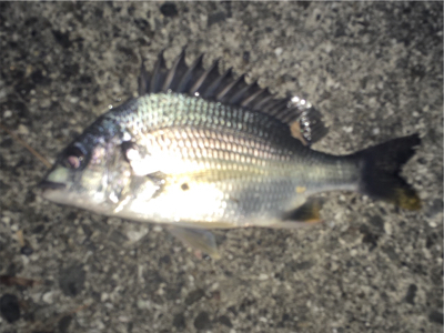 気温は暑いが釣果は寒い！