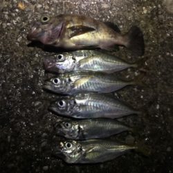 深夜サビキで珍客