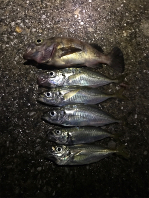 深夜サビキで珍客