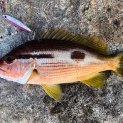 高知釣行 2日目 柏島