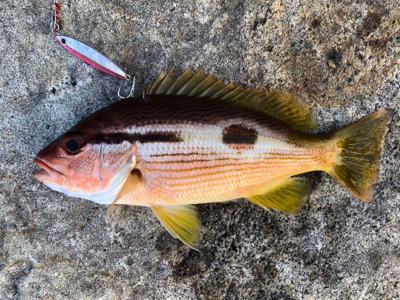 高知釣行 2日目 柏島