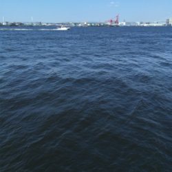 コスモで良型アジ