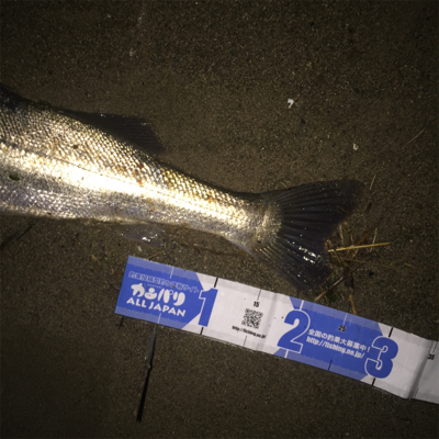 真夏のランカーシーバスを追え