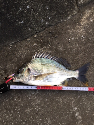 小物ばかりでも入れ食いだと楽しいね