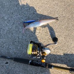 デカサバを求めて…