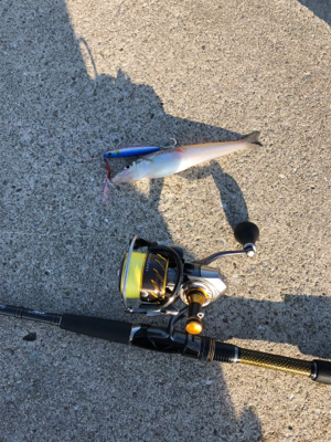 デカサバを求めて…