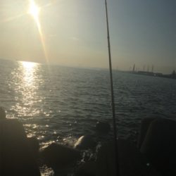 今日もキス釣り！