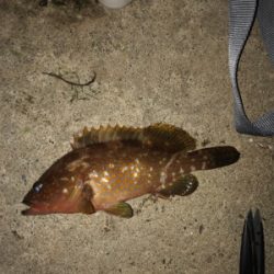 漁港内で釣れました。