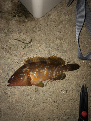 漁港内で釣れました。