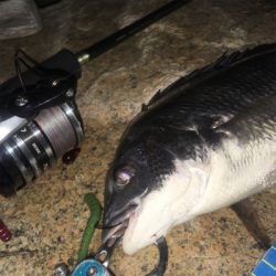 淀川ブリームゲーム ビフテキスタイル