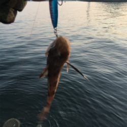 キャッチ&イート