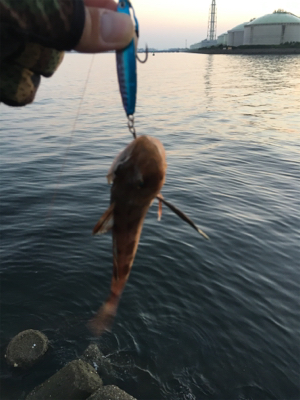 キャッチ&イート