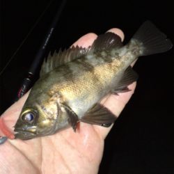 真夏のライトゲーム