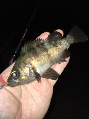 真夏のライトゲーム