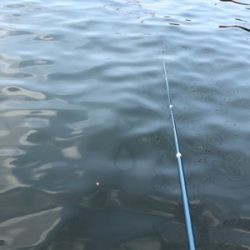 猛暑!ハゼ釣り!