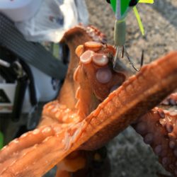 シェイクシェイクシェイク