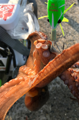 シェイクシェイクシェイク