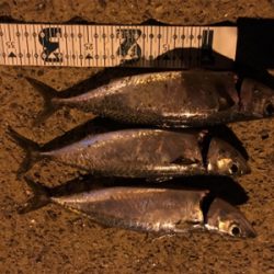 ナイトショアジギング