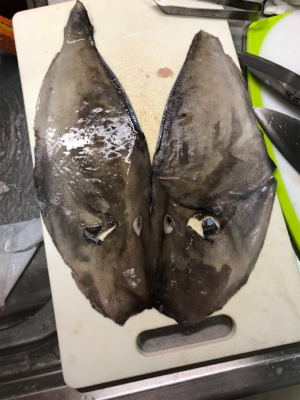 保田港から知り合いのボートで船釣り