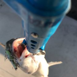 シーバス狙いのキビレ