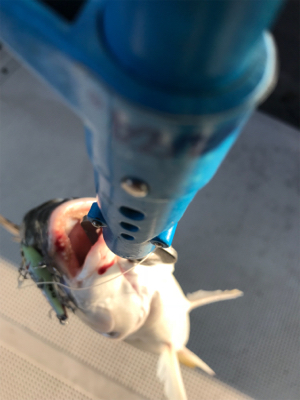 シーバス狙いのキビレ