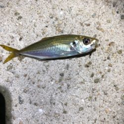 小さい魚たくさん