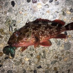 ボトムでガシラ