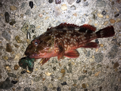 ボトムでガシラ