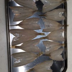 ちょい投げキス釣り!