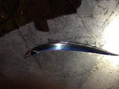 色々なルアーで釣れますよ〜