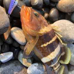 ライトショアジギング！