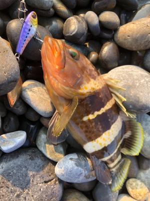 ライトショアジギング！