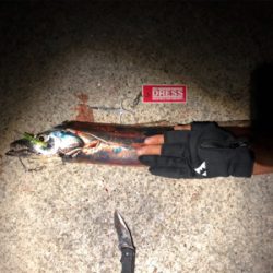 鯖からの太刀魚