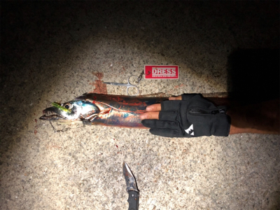 鯖からの太刀魚