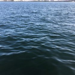 アジ、ダブルヒット！！