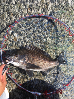 朝マヅメからテトラへ反応あり！