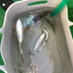 和歌山で落とし込み釣り