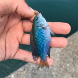 伊豆の探り釣り