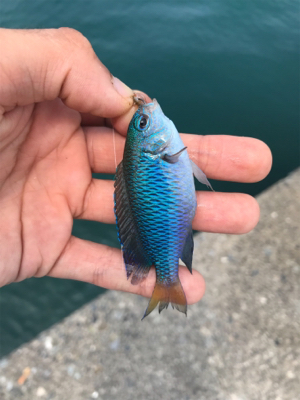 伊豆の探り釣り