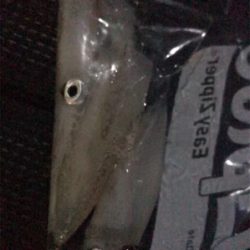 今日もケンサキイカ釣り(^^)