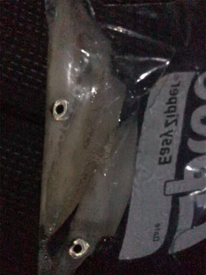 今日もケンサキイカ釣り(^^)