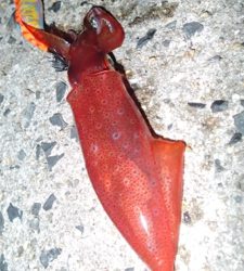 ケンサキエギング