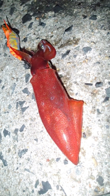 ケンサキエギング