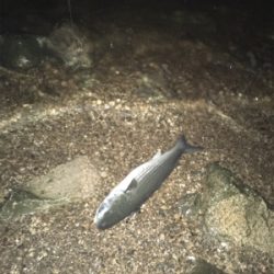 淀川ブリームゲーム ショートバイト