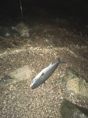 淀川ブリームゲーム ショートバイト