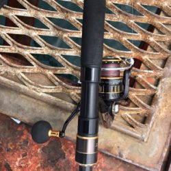 青物が釣れるはずだったが…