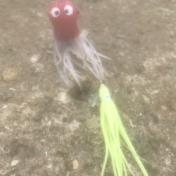 タコ釣り〜