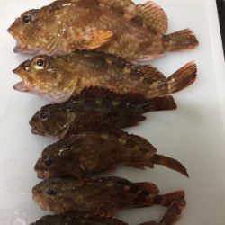 今日もガシラ狙い、楽しかったです。