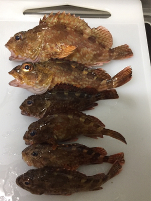 今日もガシラ狙い、楽しかったです。